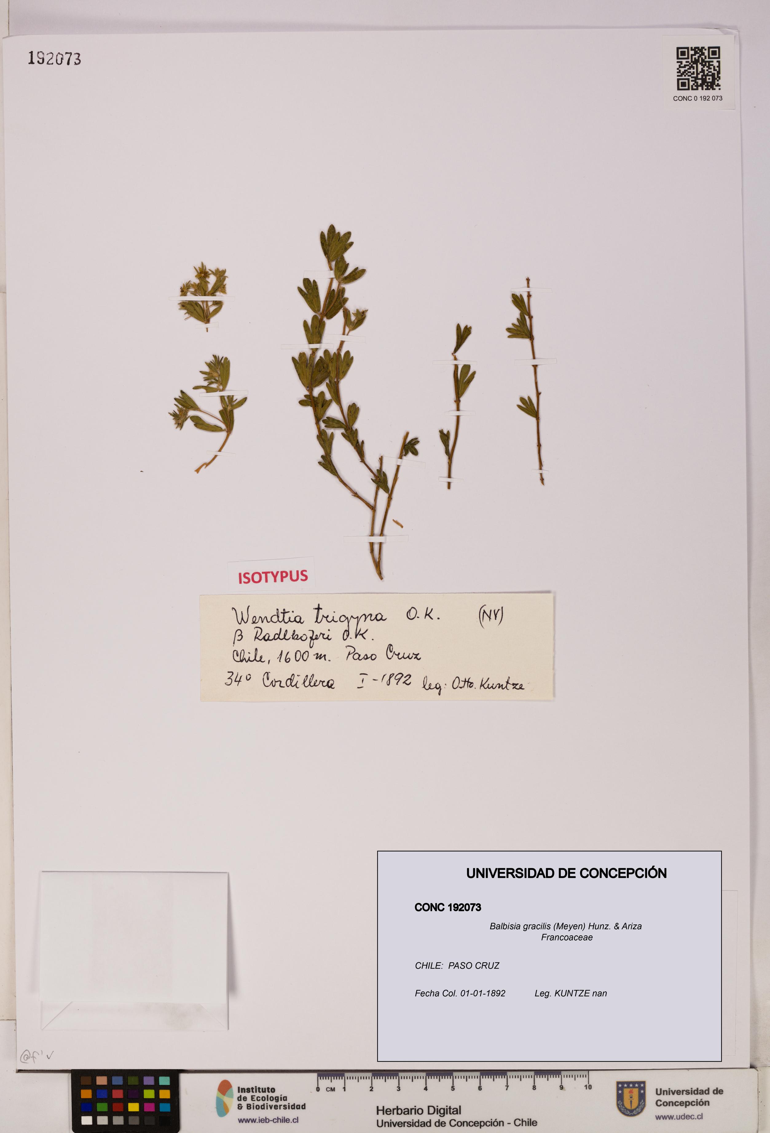 Balbisia gracilis [Espécimen: UDEC:CONC:0192073]