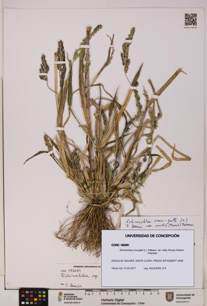 Echinochloa crus-galli var. mitis [Espécimen: UDEC:CONC:0192081]
