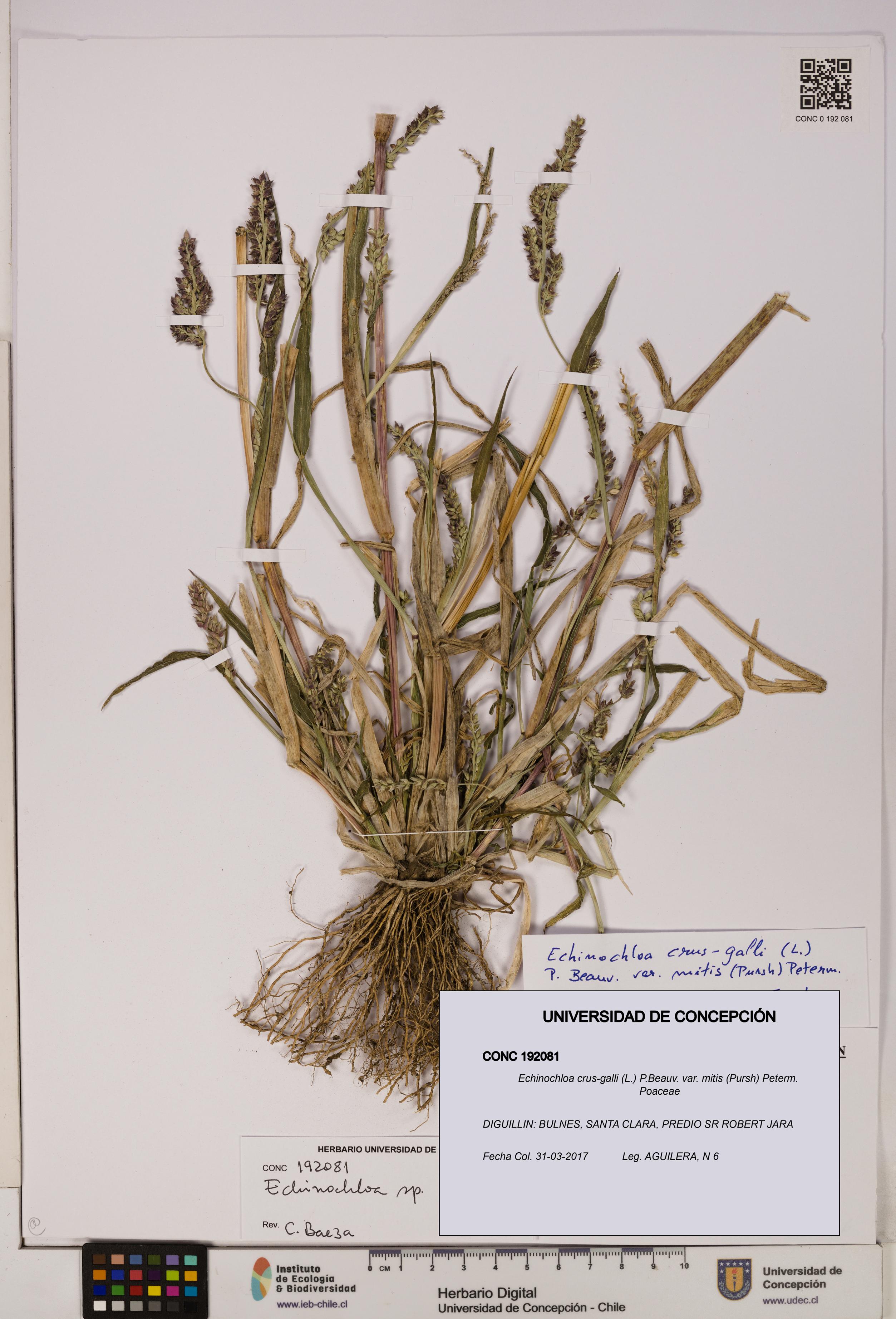 Echinochloa crus-galli var. mitis [Espécimen: UDEC:CONC:0192081]