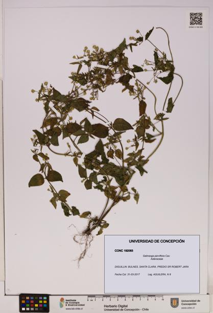 Galinsoga parviflora [Espécimen: UDEC:CONC:0192083]