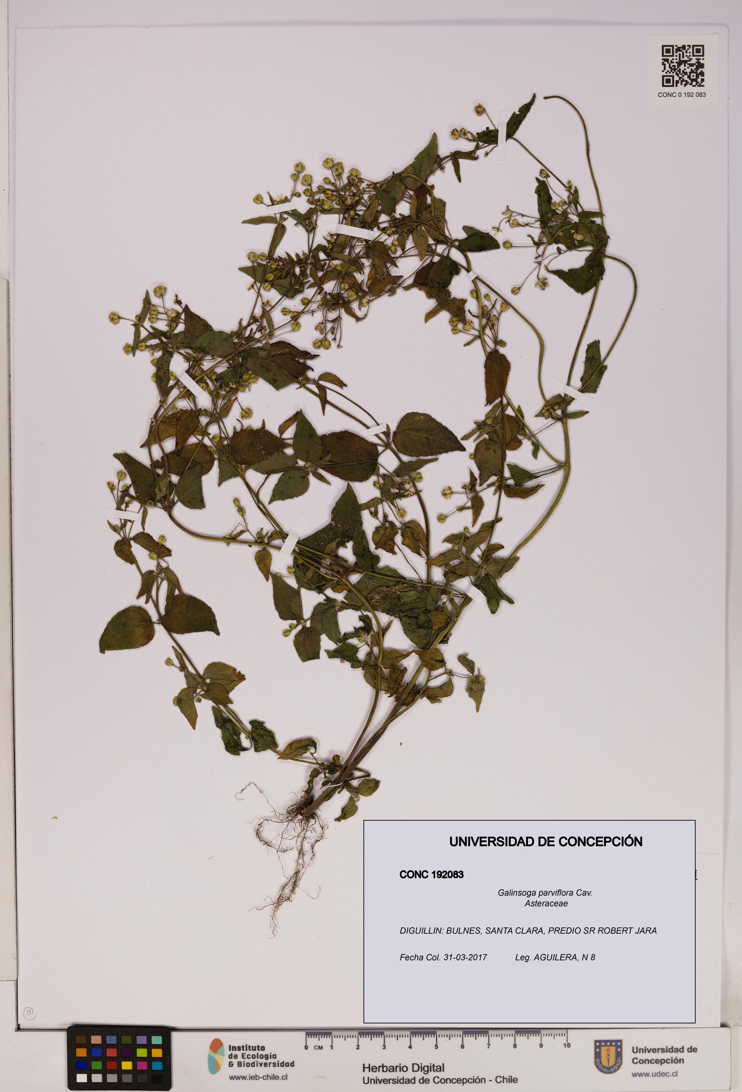 Galinsoga parviflora [Espécimen: UDEC:CONC:0192083]
