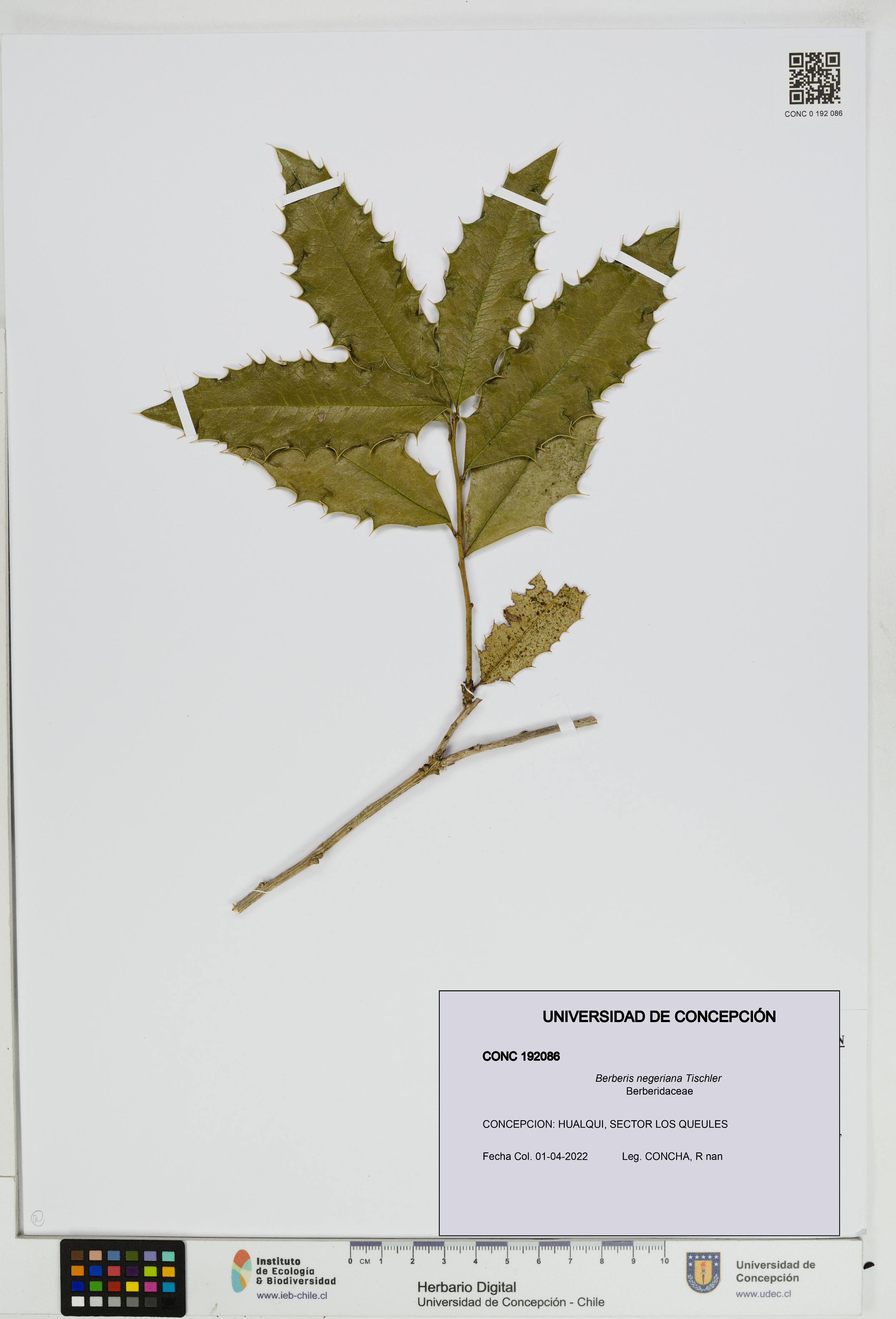 Berberis negeriana [Espécimen: UDEC:CONC:0192086]