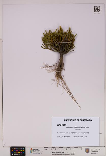 Parastrephia lepidophylla [Espécimen: UDEC:CONC:0192087]