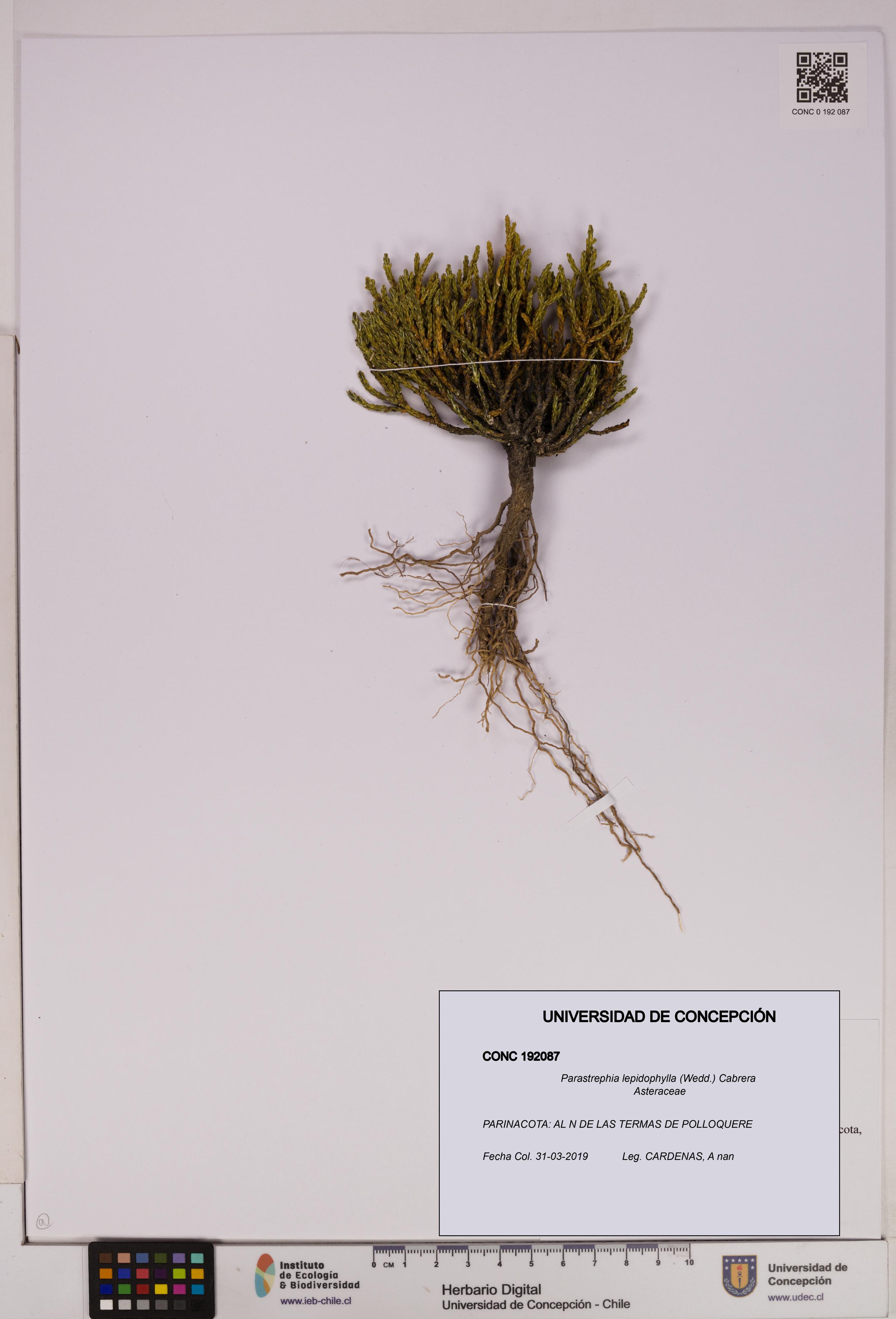 Parastrephia lepidophylla [Espécimen: UDEC:CONC:0192087]