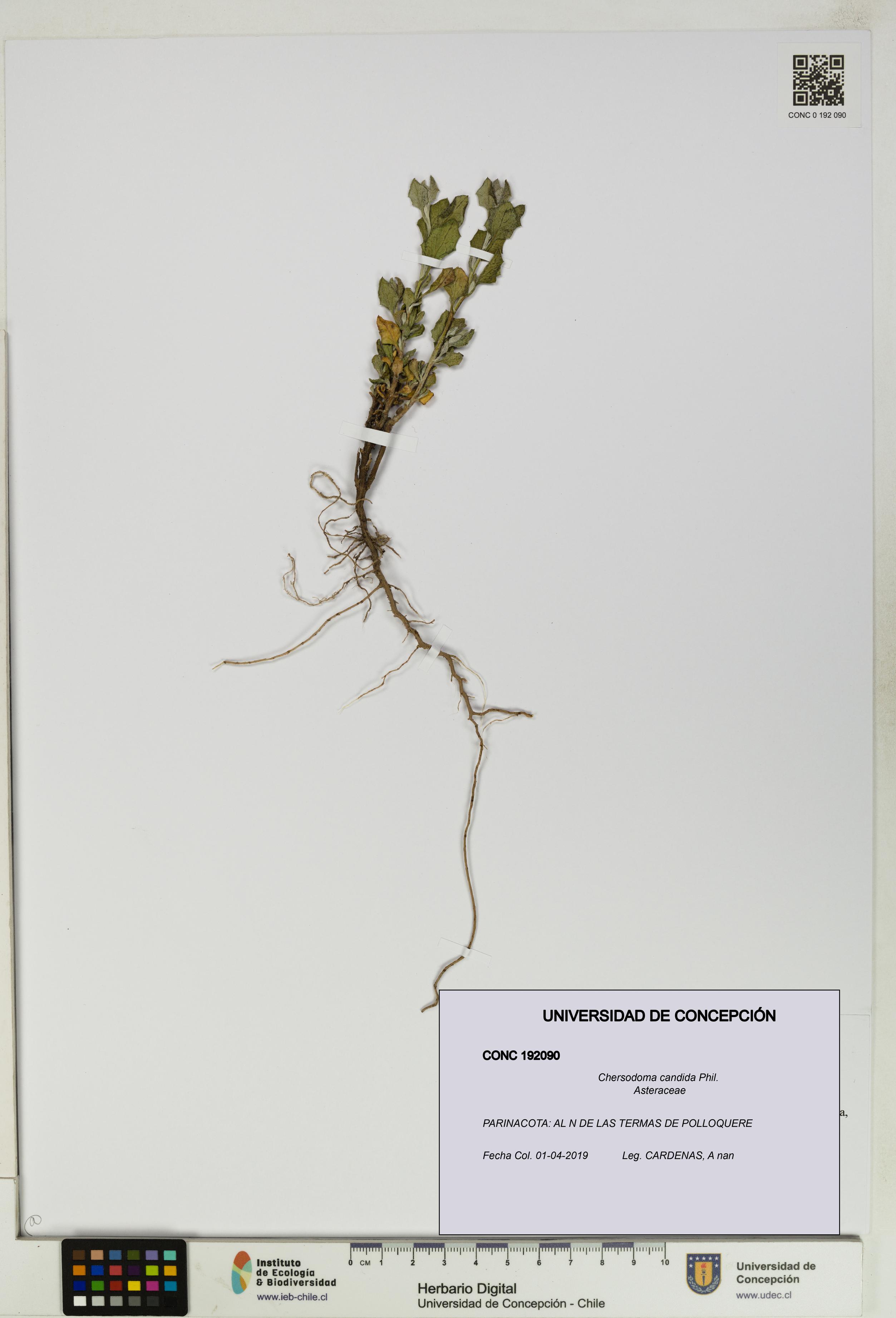 Chersodoma candida [Espécimen: UDEC:CONC:0192090]