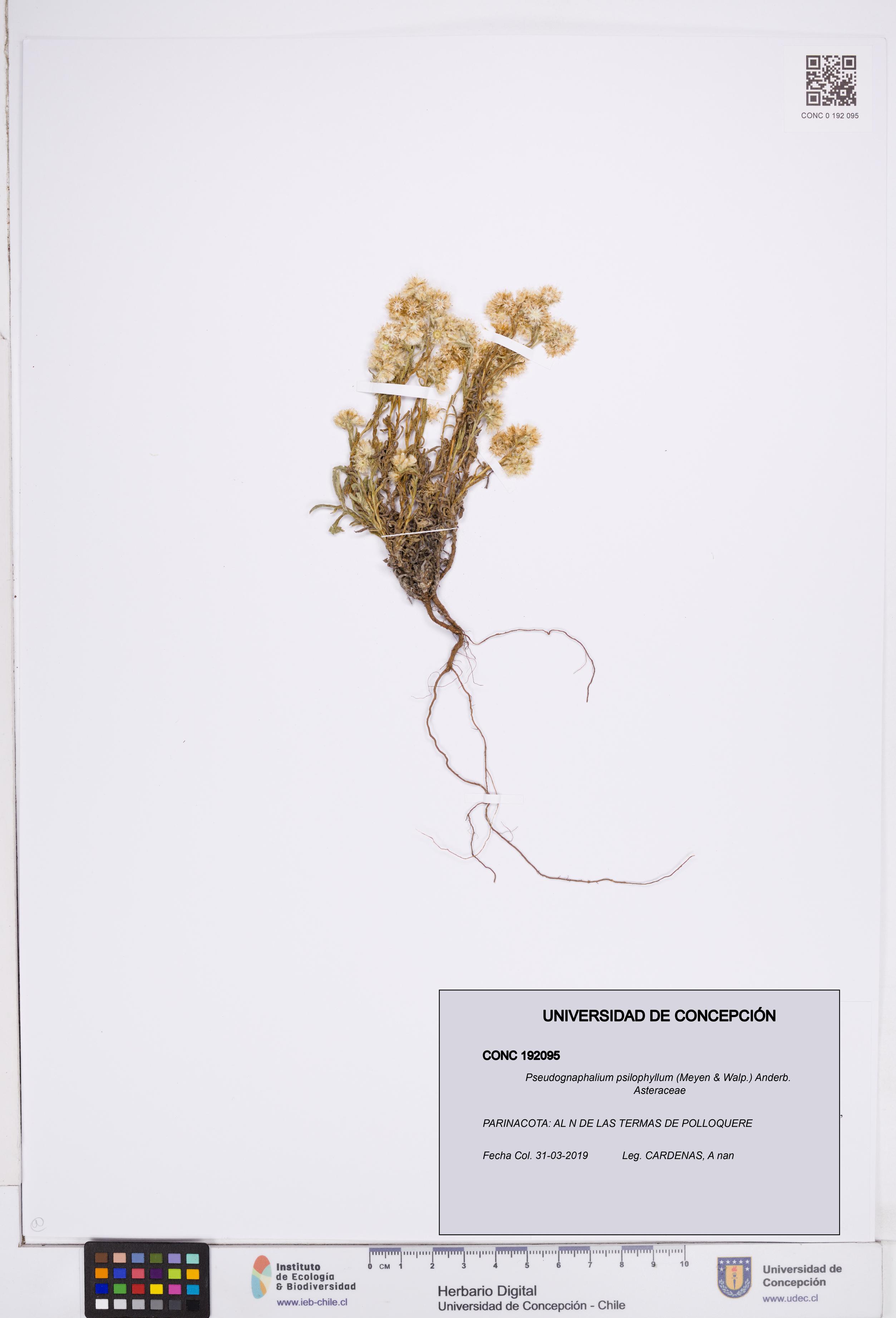 Pseudognaphalium psilophyllum [Espécimen: ]