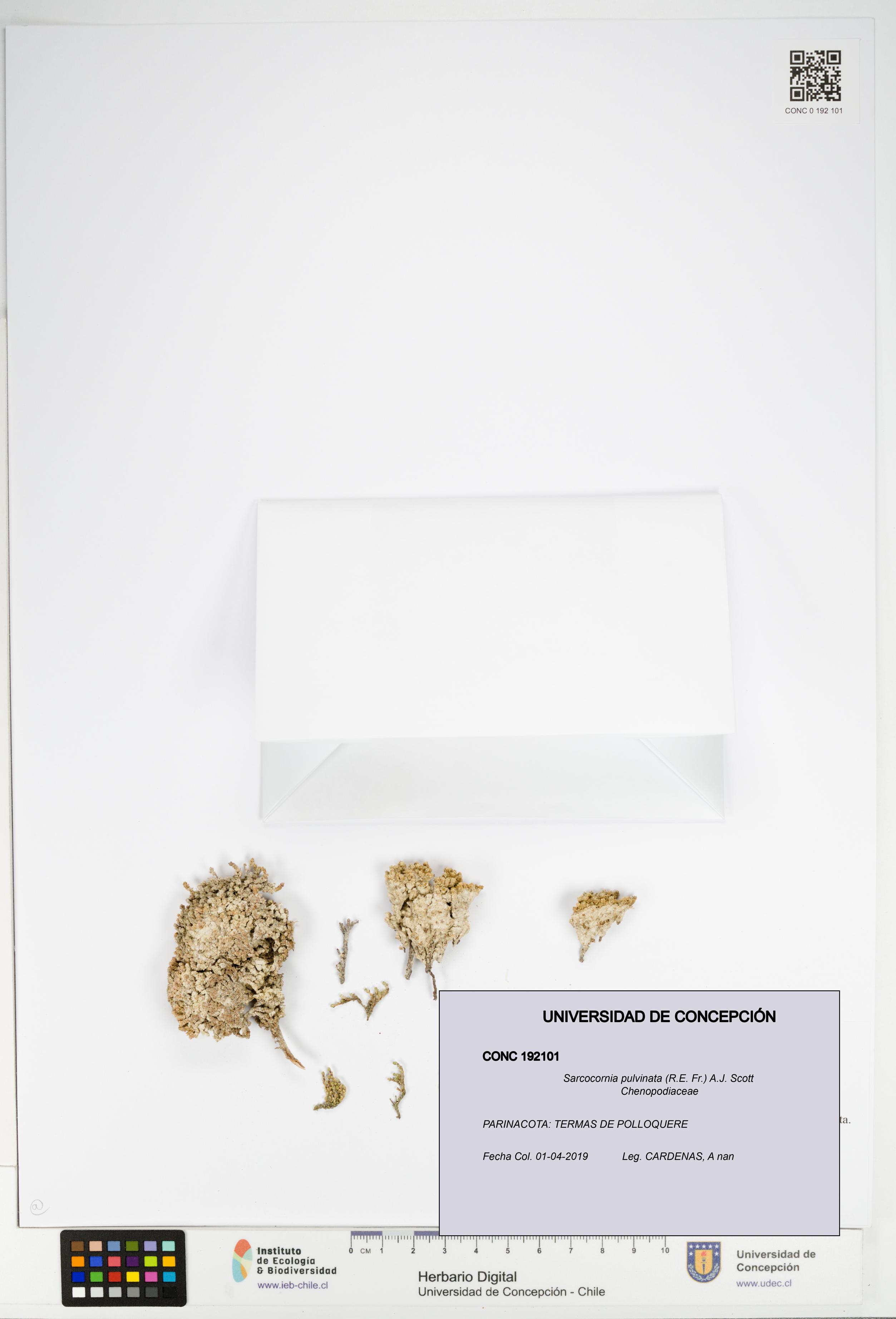 Sarcocornia pulvinata [Espécimen: UDEC:CONC:0192101]