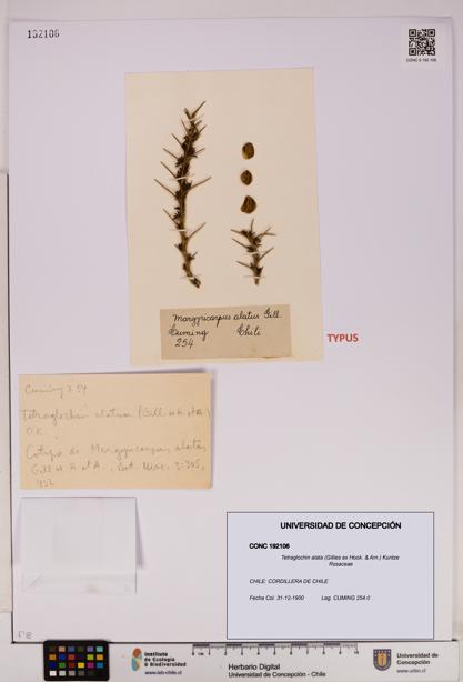 Tetraglochin alata [Espécimen: UDEC:CONC:0192106]