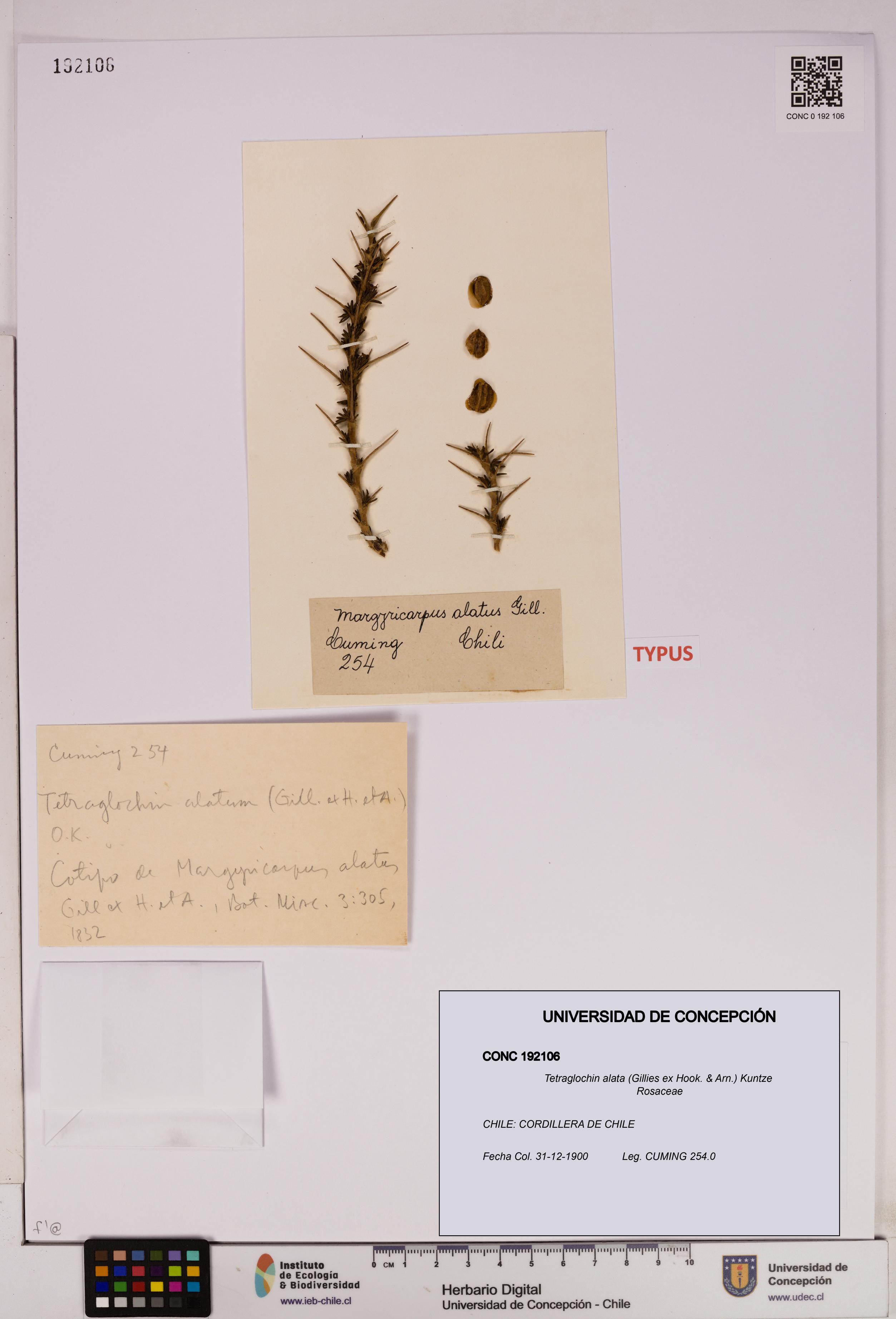 Tetraglochin alata [Espécimen: UDEC:CONC:0192106]