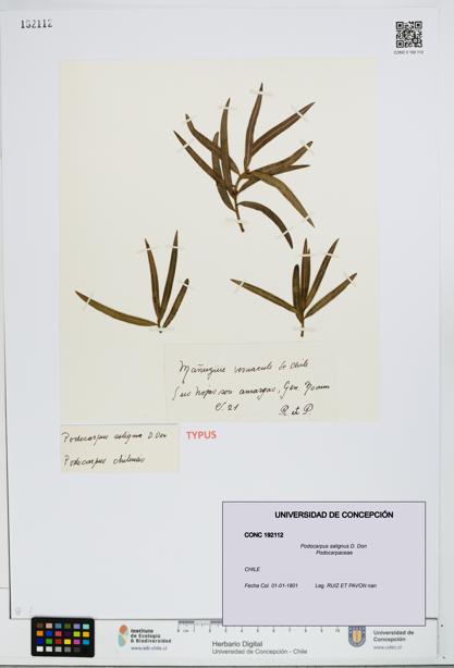 Podocarpus salignus [Espécimen: UDEC:CONC:0192112]