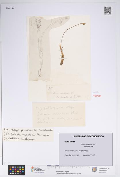 Solaria miersioides [Espécimen: UDEC:CONC:0192113]