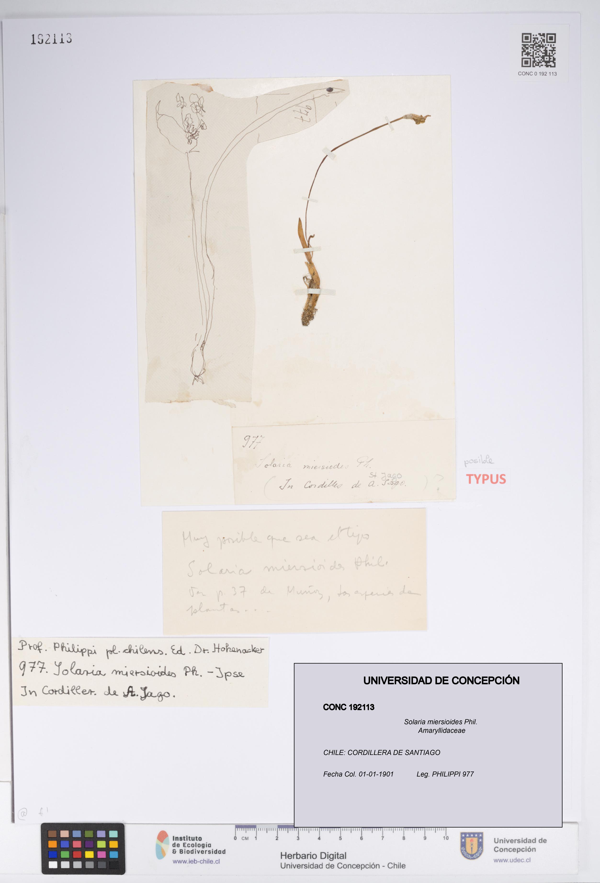 Solaria miersioides [Espécimen: UDEC:CONC:0192113]