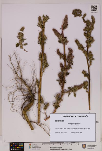 Amaranthus retroflexus [Espécimen: UDEC:CONC:0192123]
