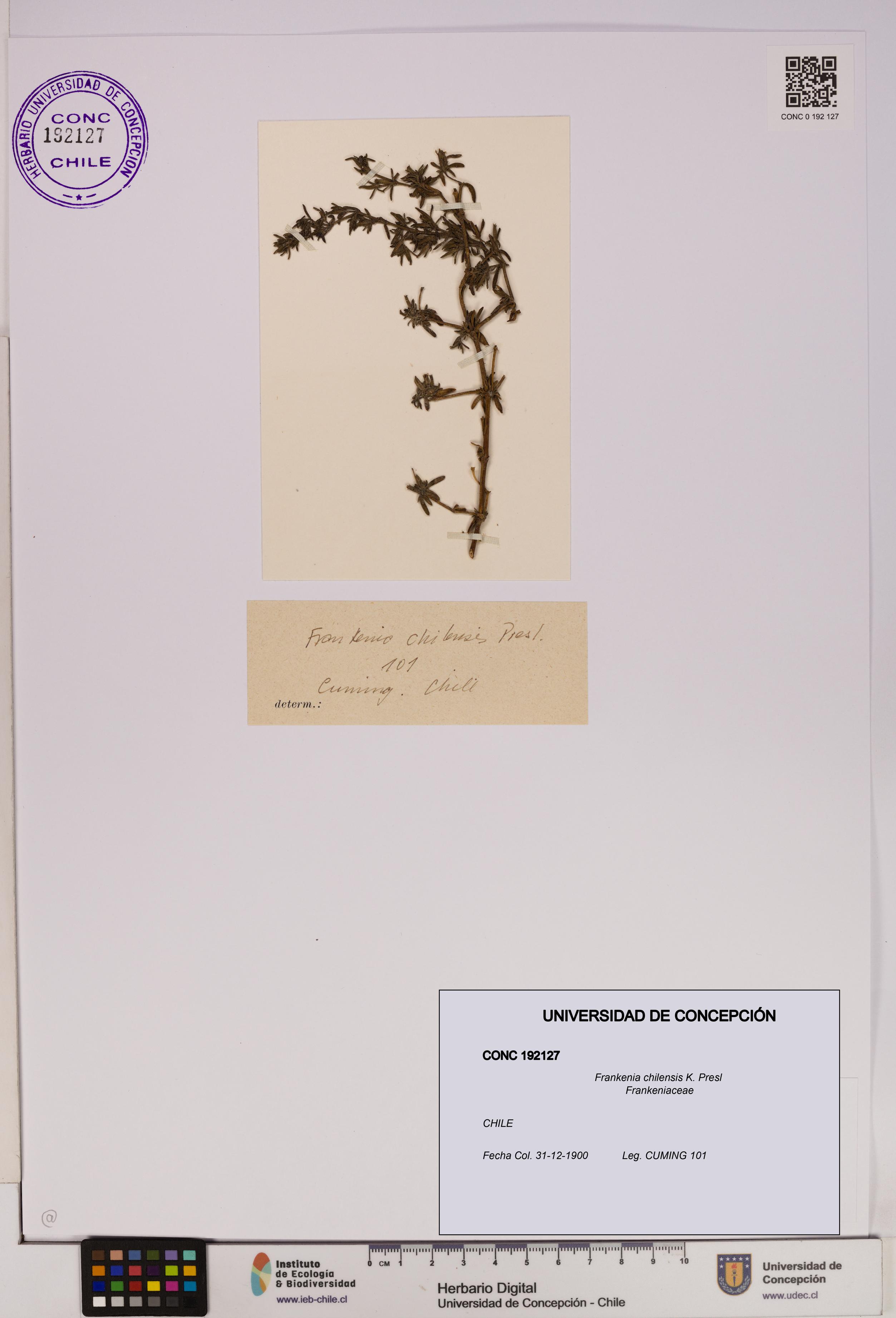 Frankenia chilensis [Espécimen: UDEC:CONC:0192127]