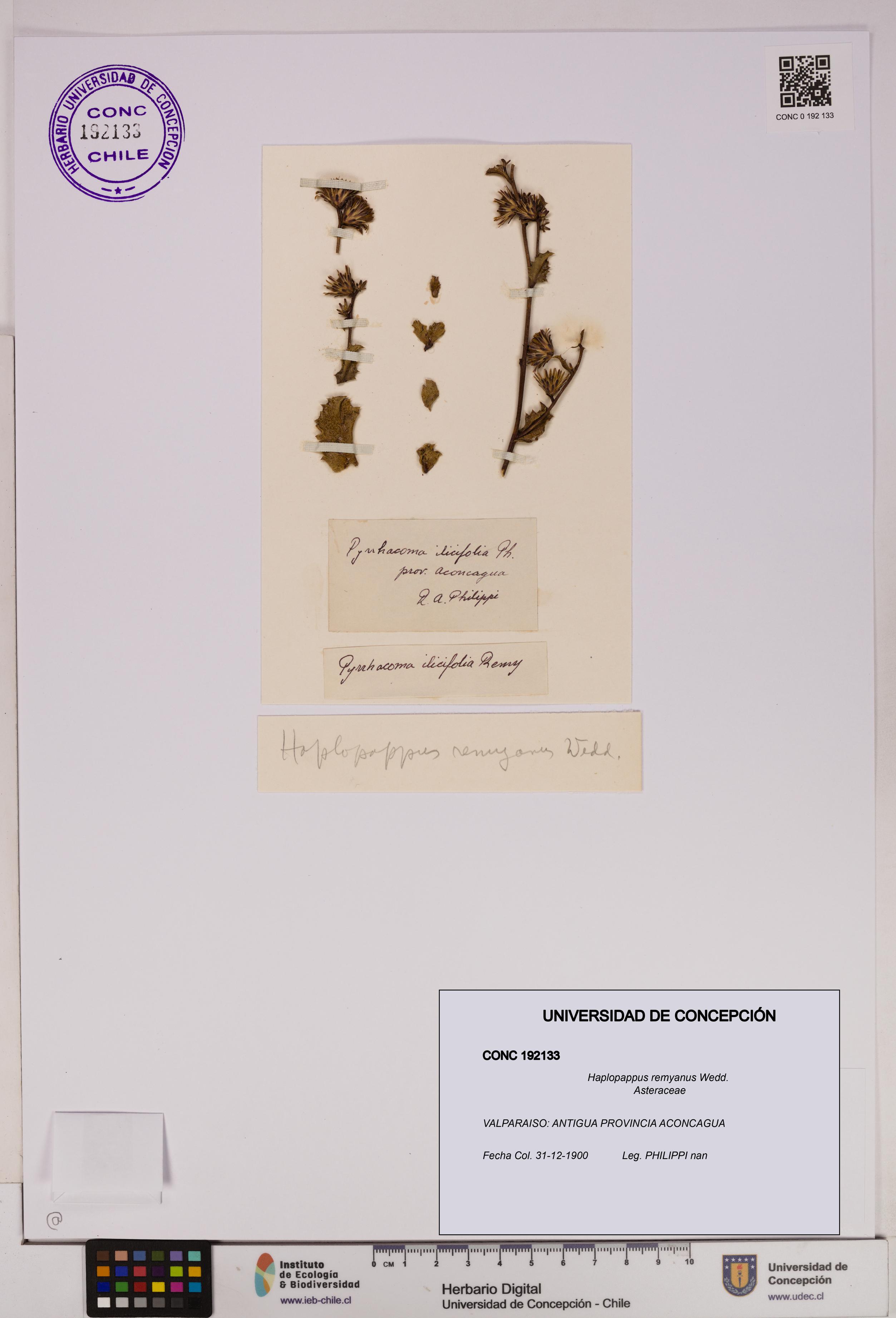Haplopappus remyanus [Espécimen: UDEC:CONC:0192133]