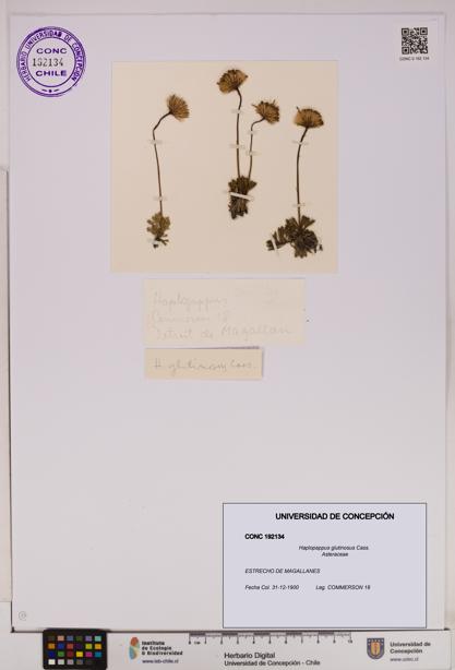 Haplopappus glutinosus [Espécimen: UDEC:CONC:0192134]