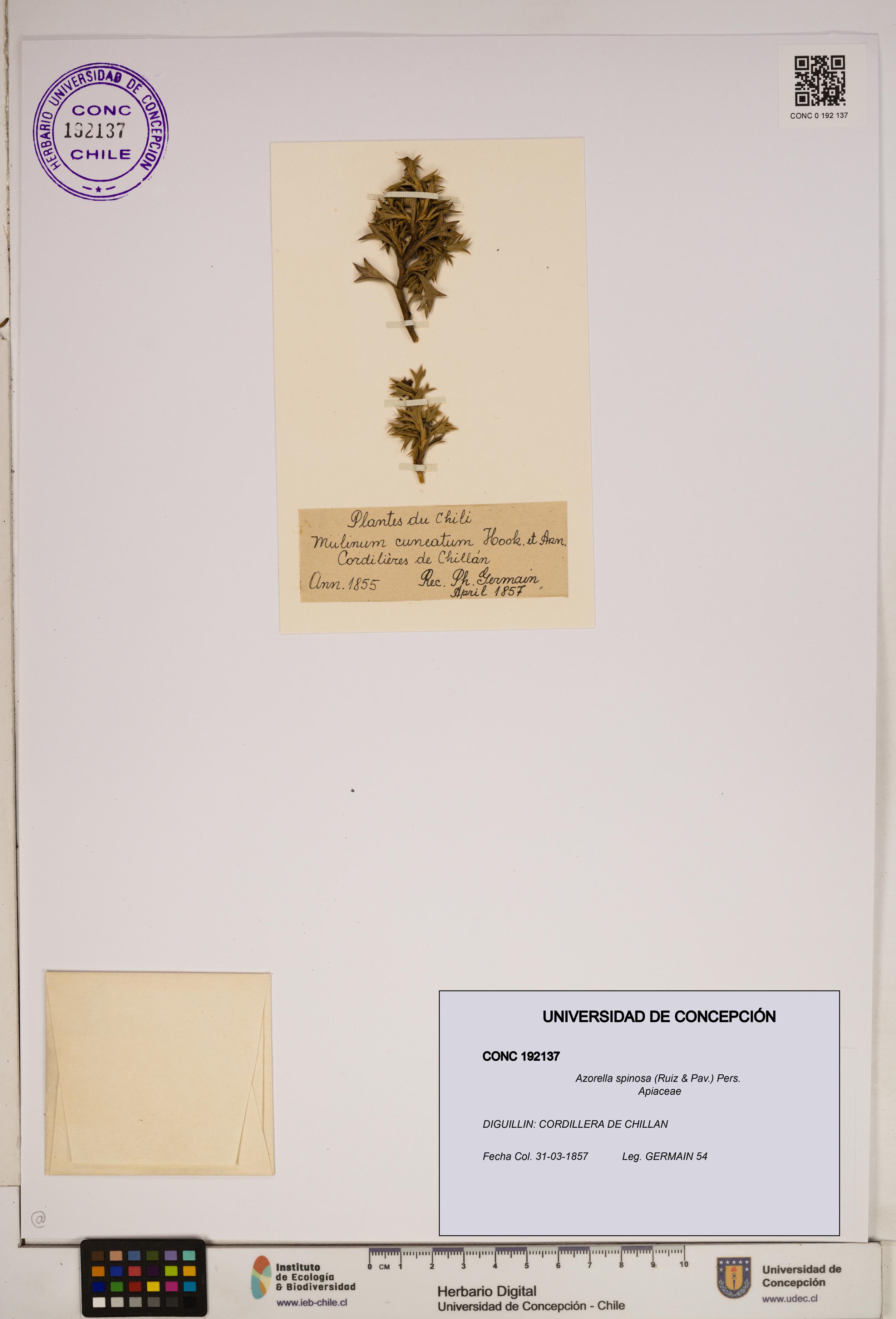 Azorella spinosa [Espécimen: ]