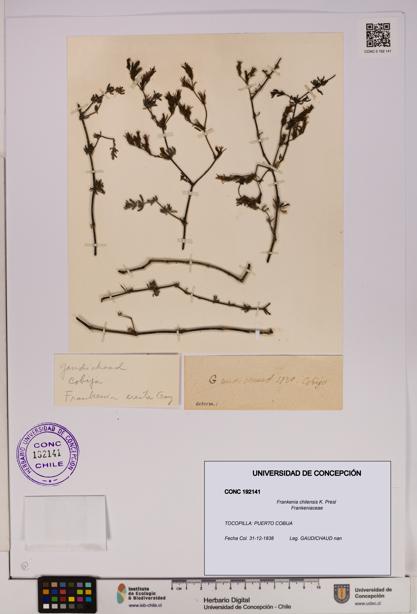 Frankenia chilensis [Espécimen: UDEC:CONC:0192141]