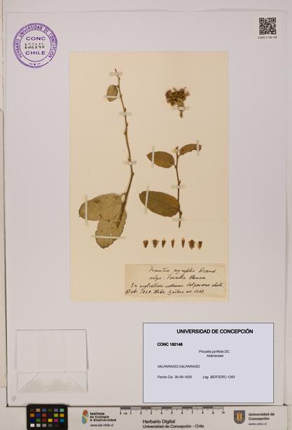 Proustia pyrifolia [Espécimen: UDEC:CONC:0192148]