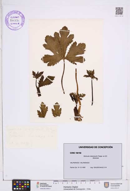 Sanicula crassicaulis [Espécimen: ]