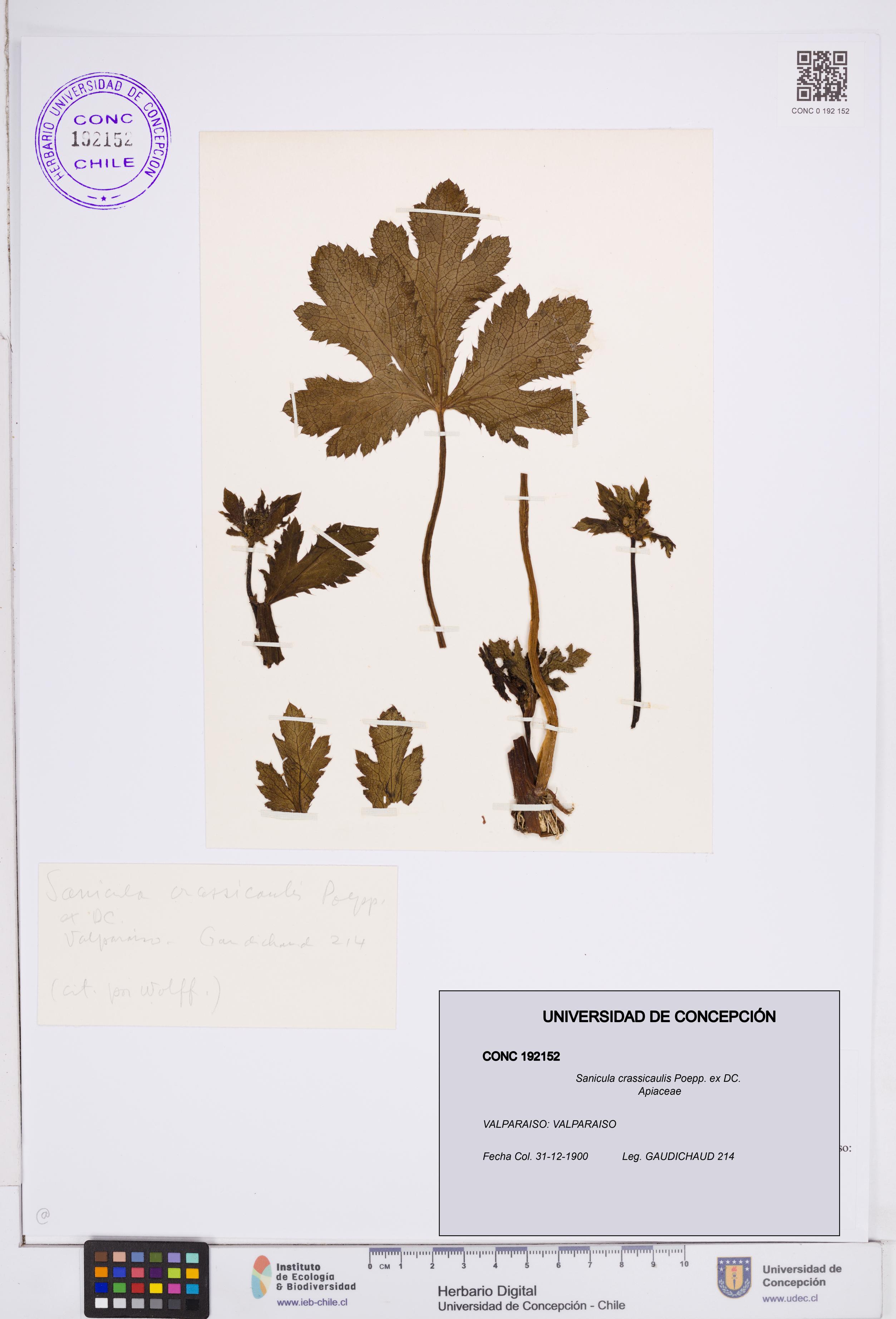 Sanicula crassicaulis [Espécimen: ]
