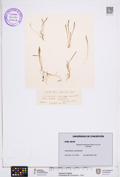 Lilaeopsis macloviana [Espécimen: ]