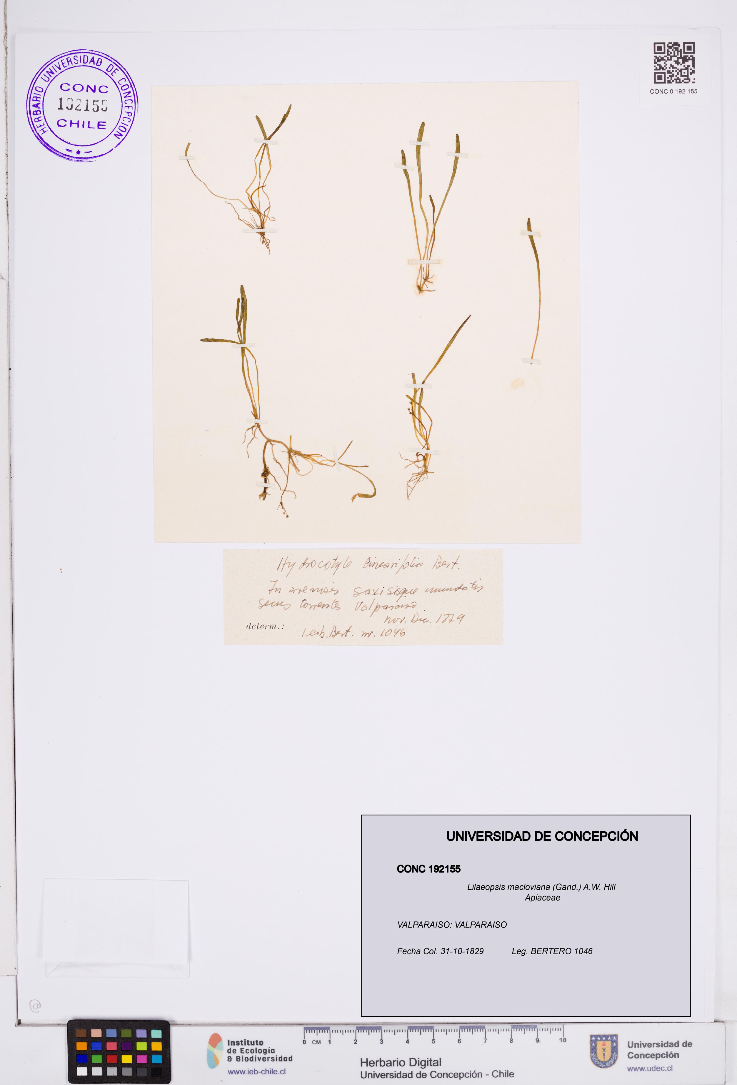 Lilaeopsis macloviana [Espécimen: ]
