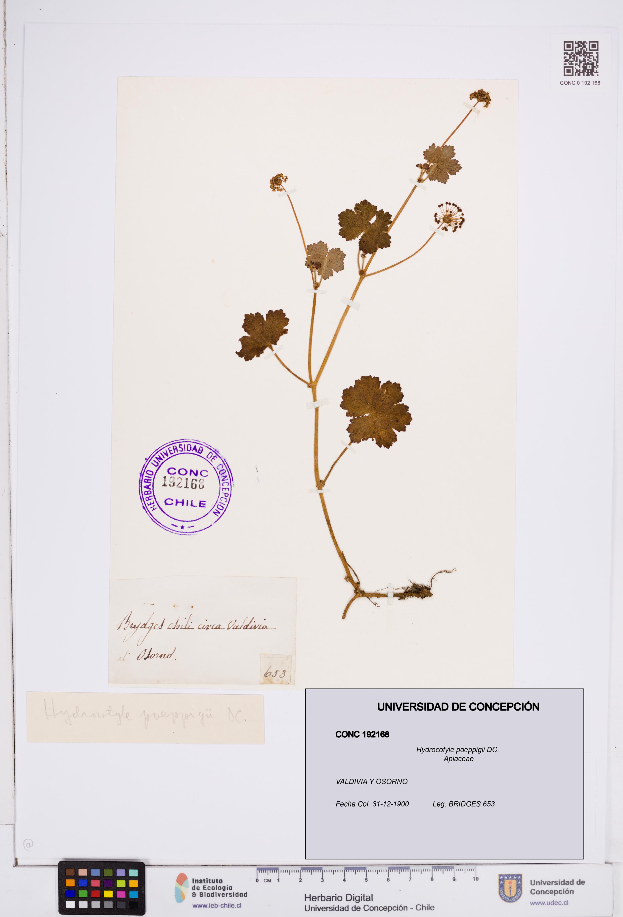 Hydrocotyle poeppigii [Espécimen: ]