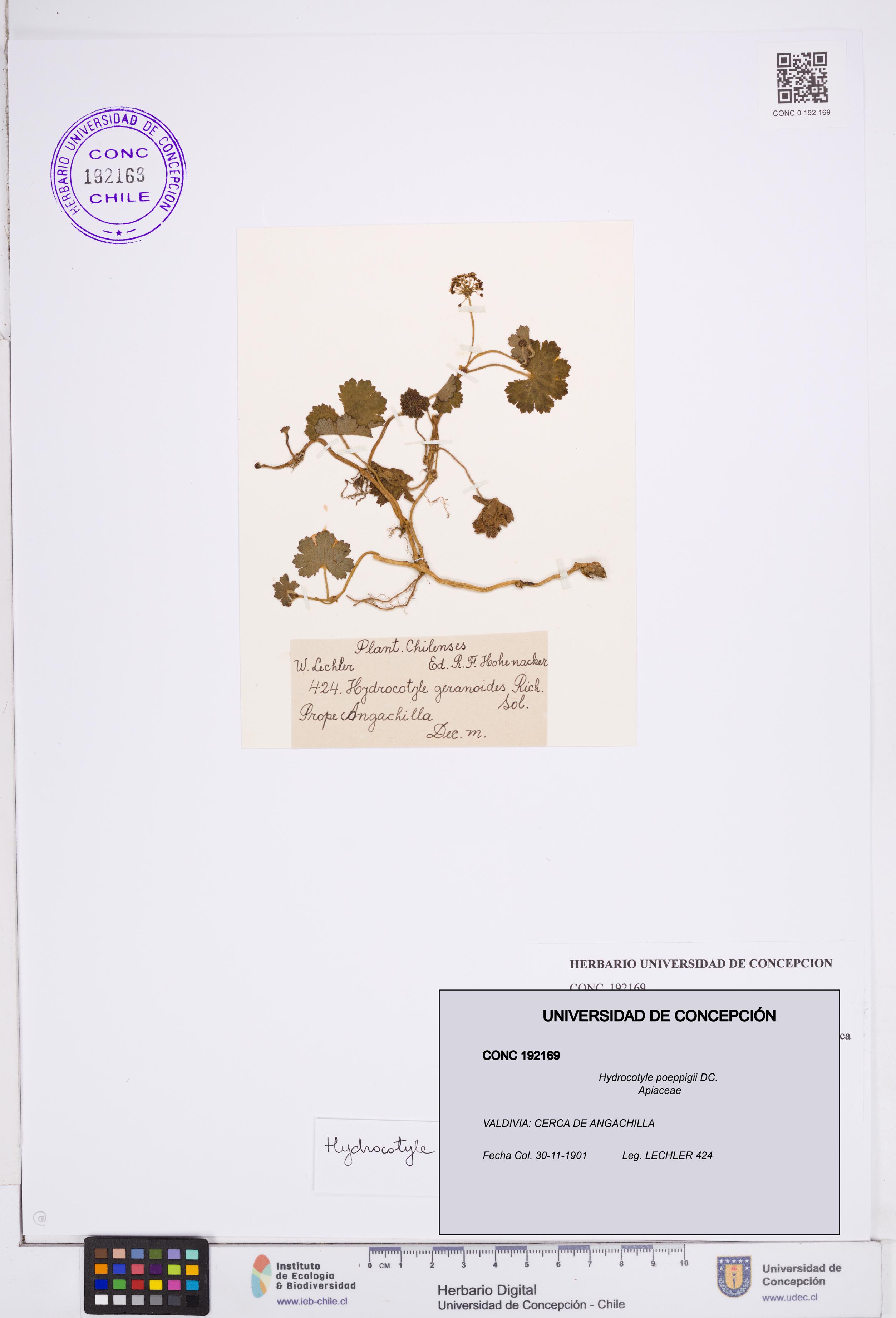 Hydrocotyle poeppigii [Espécimen: ]