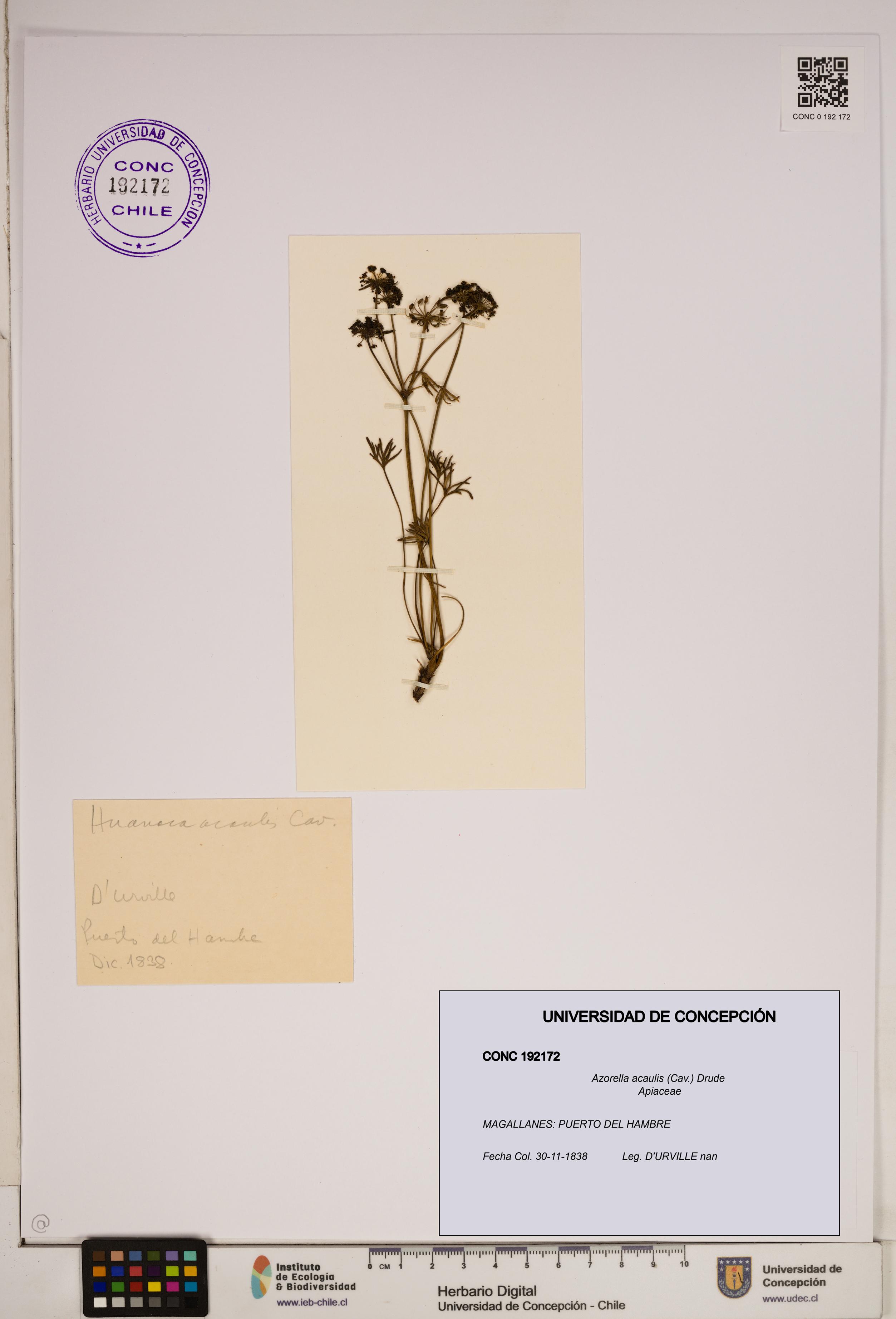 Azorella acaulis [Espécimen: ]
