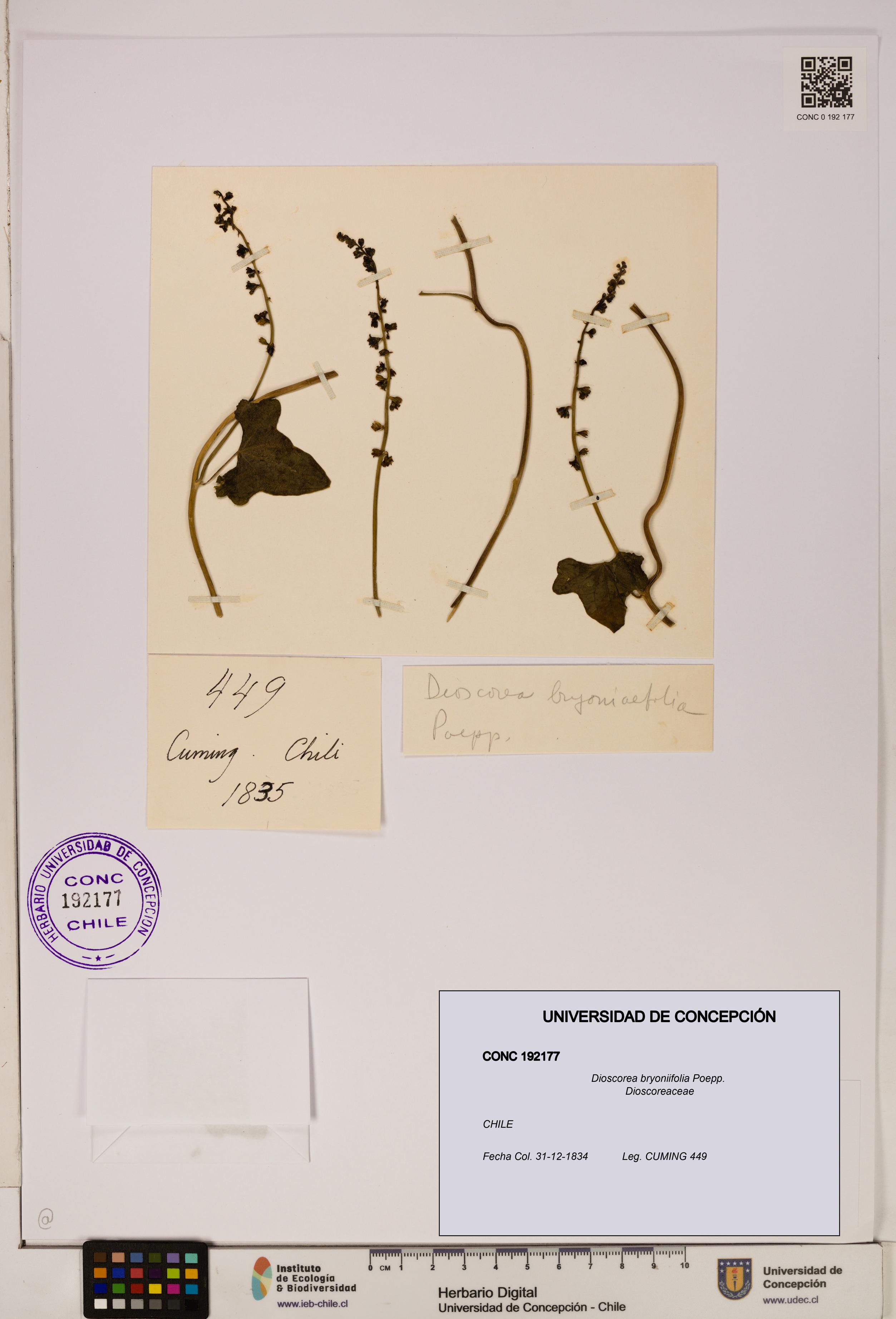Dioscorea bryoniifolia [Espécimen: ]