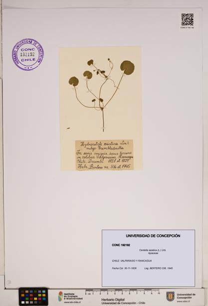 Centella asiatica [Espécimen: ]