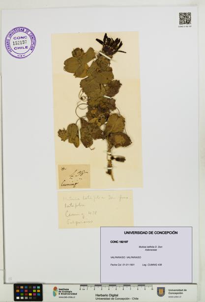 Mutisia latifolia [Espécimen: UDEC:CONC:0192197]