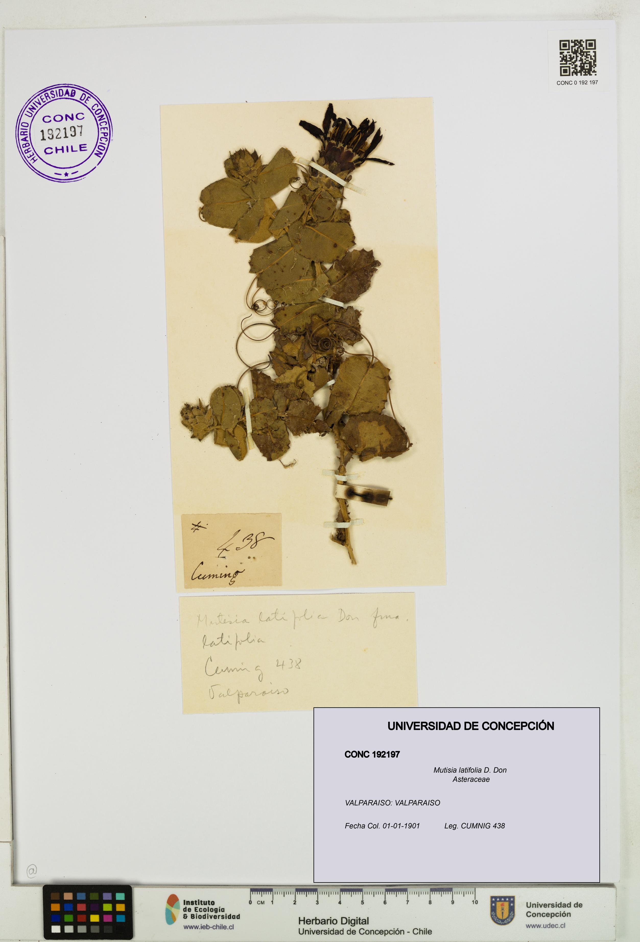 Mutisia latifolia [Espécimen: UDEC:CONC:0192197]