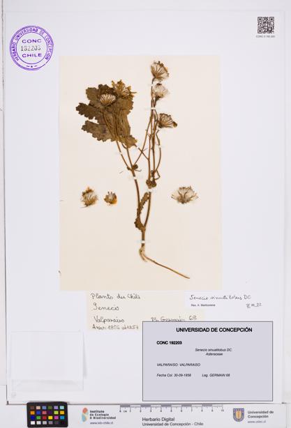 Senecio sinuatilobus [Espécimen: ]