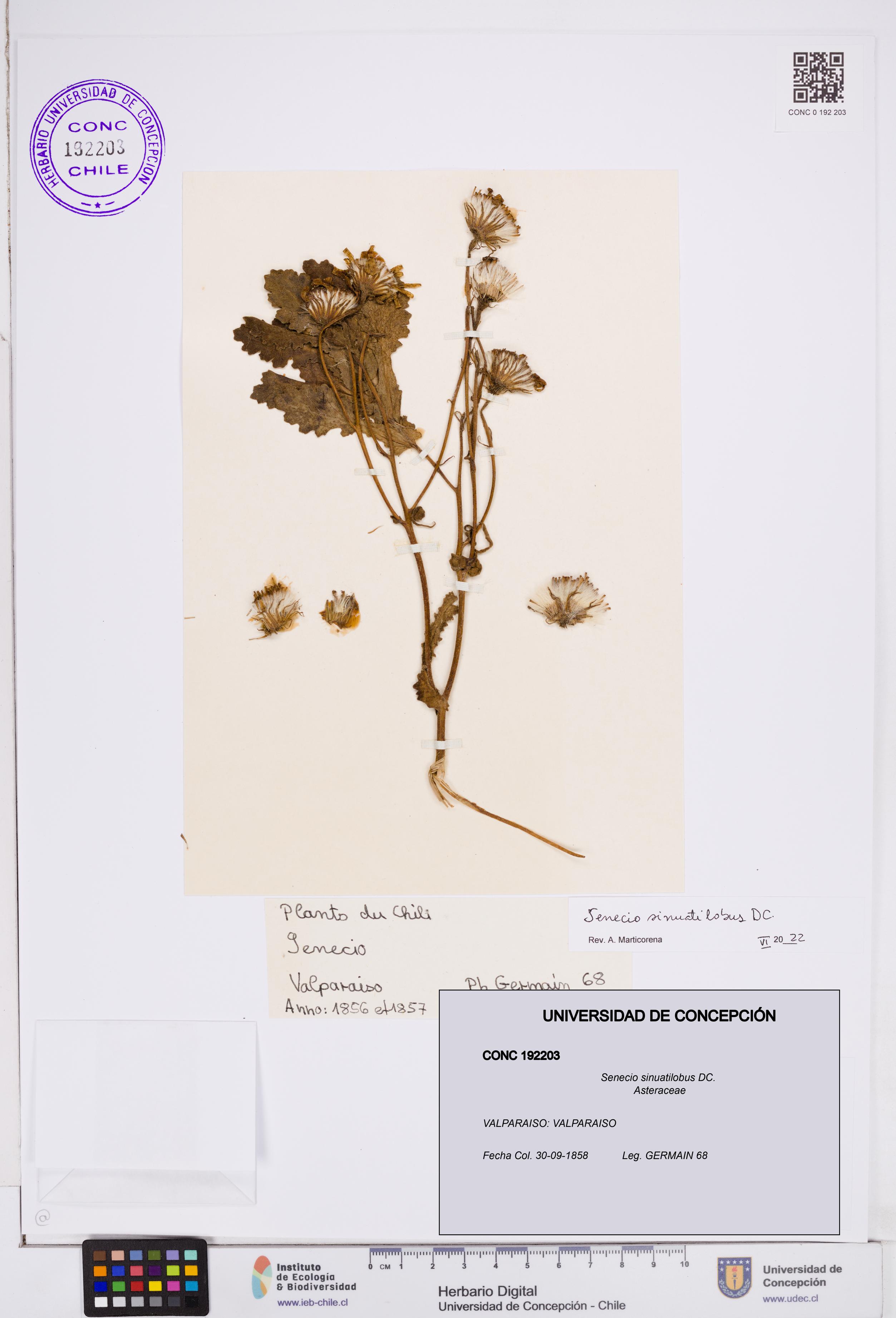 Senecio sinuatilobus [Espécimen: ]
