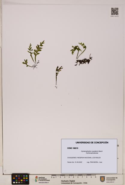 Hymenophyllum caudatum [Espécimen: UDEC:CONC:0192213]