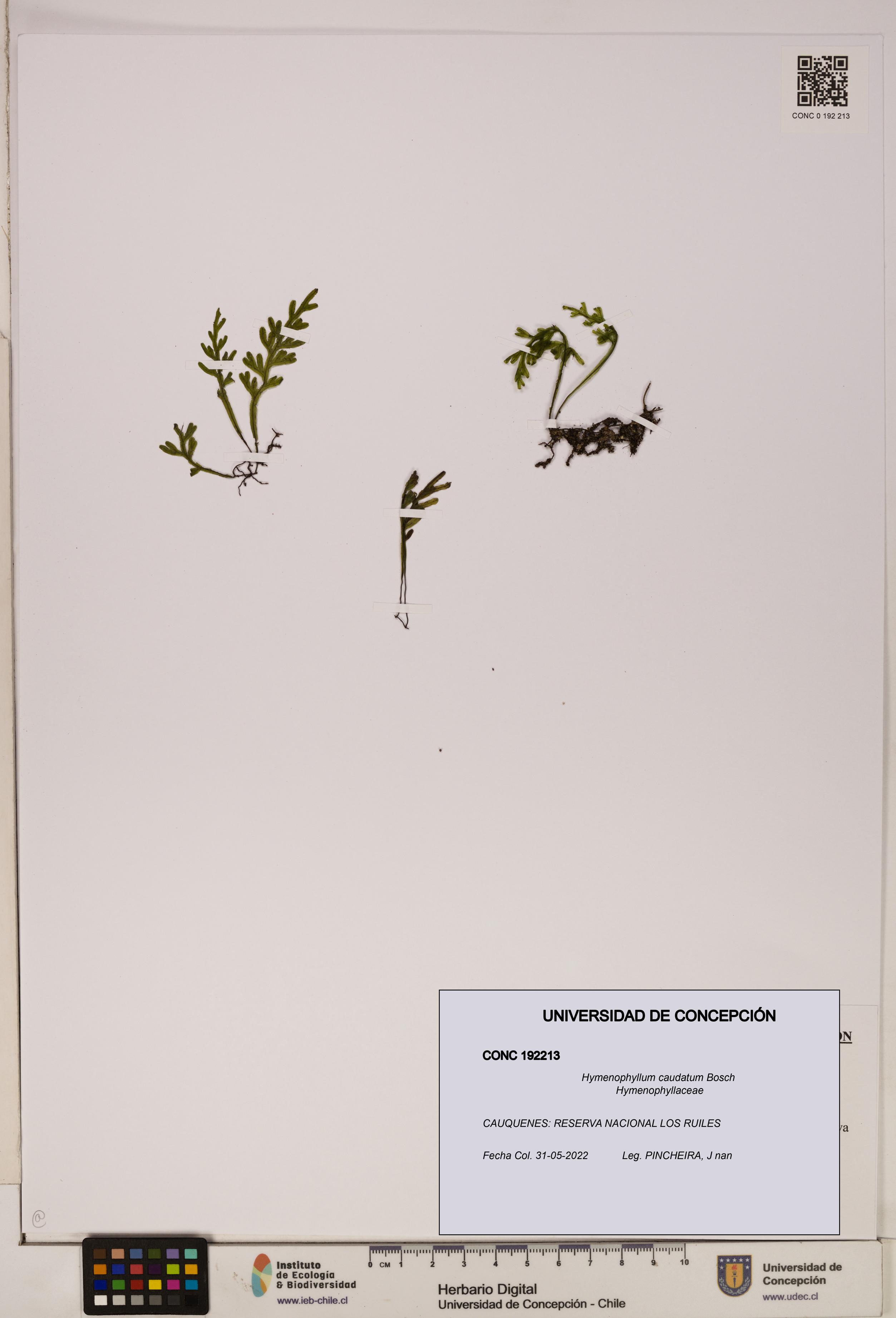 Hymenophyllum caudatum [Espécimen: UDEC:CONC:0192213]