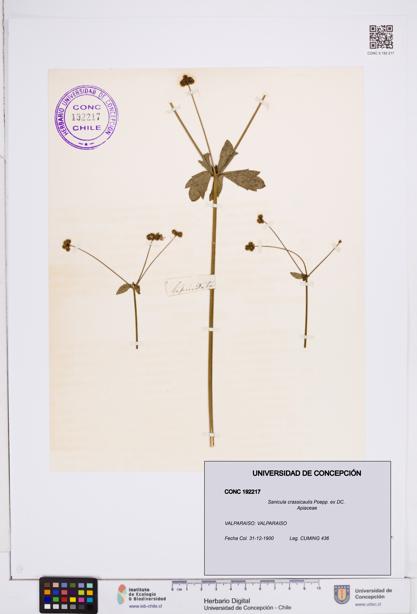 Sanicula crassicaulis [Espécimen: ]