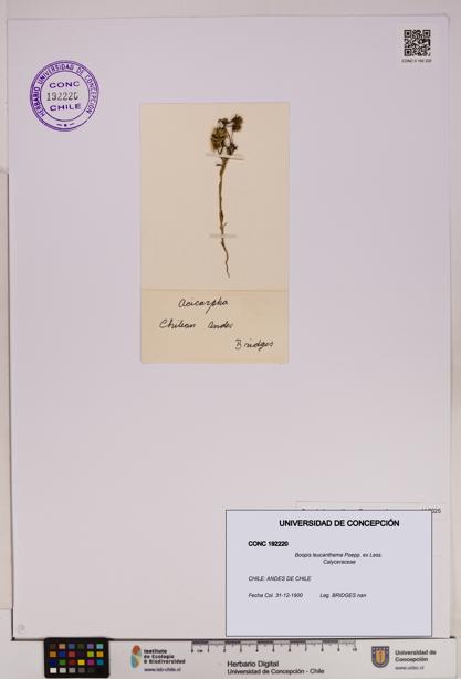 Boopis leucanthema [Espécimen: UDEC:CONC:0192220]
