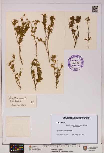 Balbisia gracilis [Espécimen: UDEC:CONC:0192223]