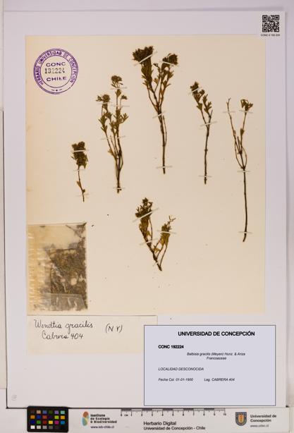 Balbisia gracilis [Espécimen: UDEC:CONC:0192224]