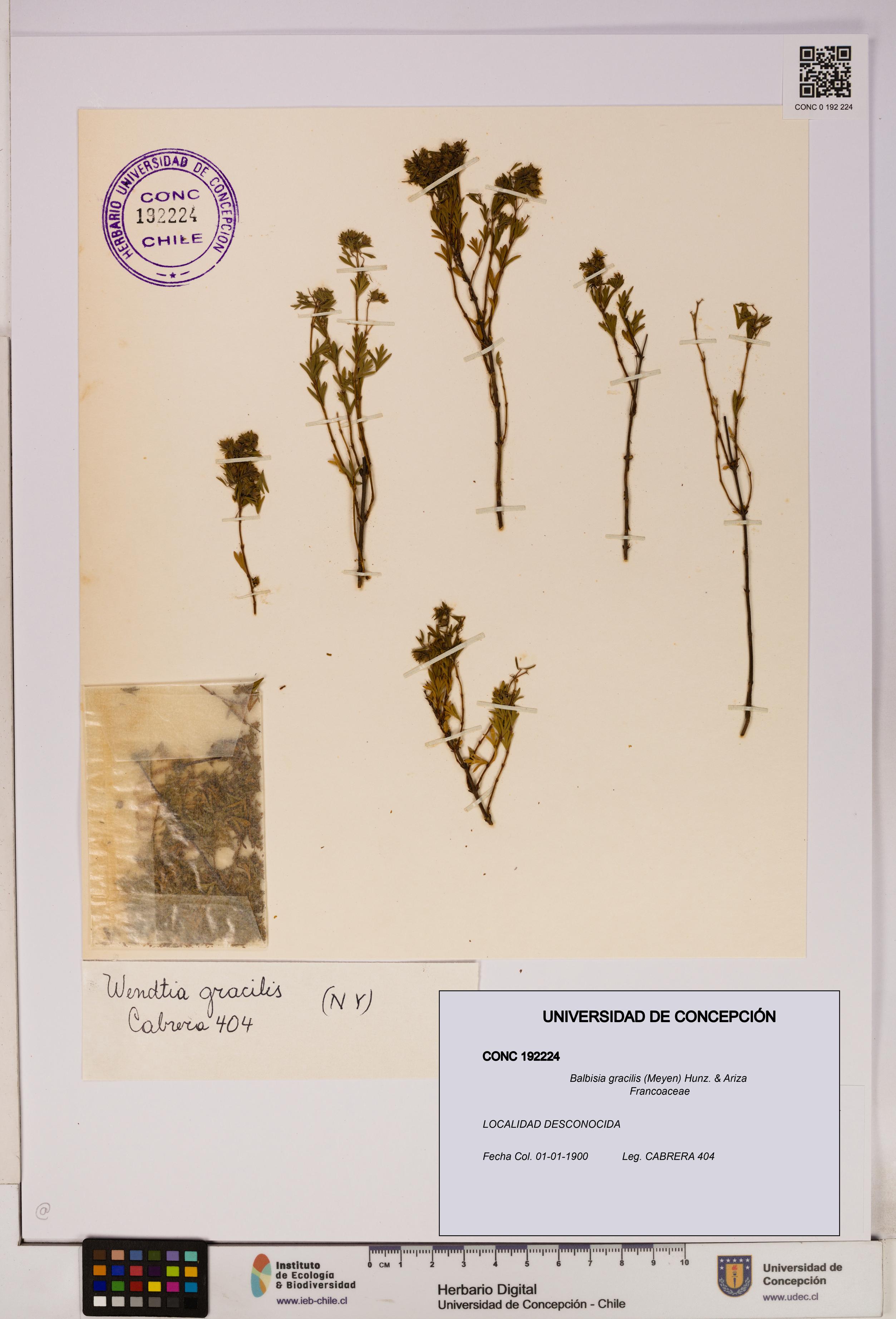 Balbisia gracilis [Espécimen: UDEC:CONC:0192224]