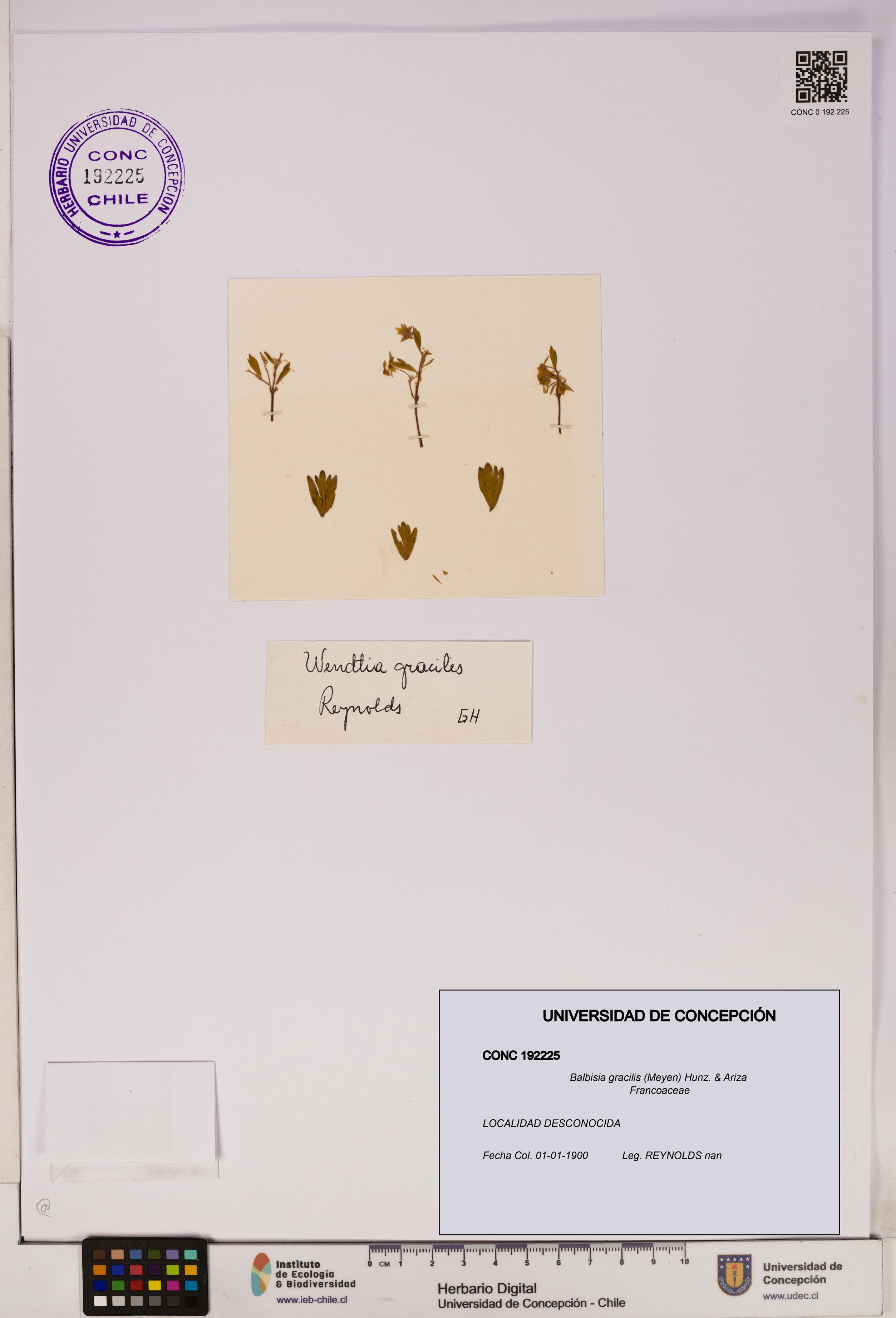 Balbisia gracilis [Espécimen: UDEC:CONC:0192225]