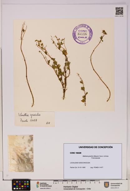 Balbisia gracilis [Espécimen: UDEC:CONC:0192226]