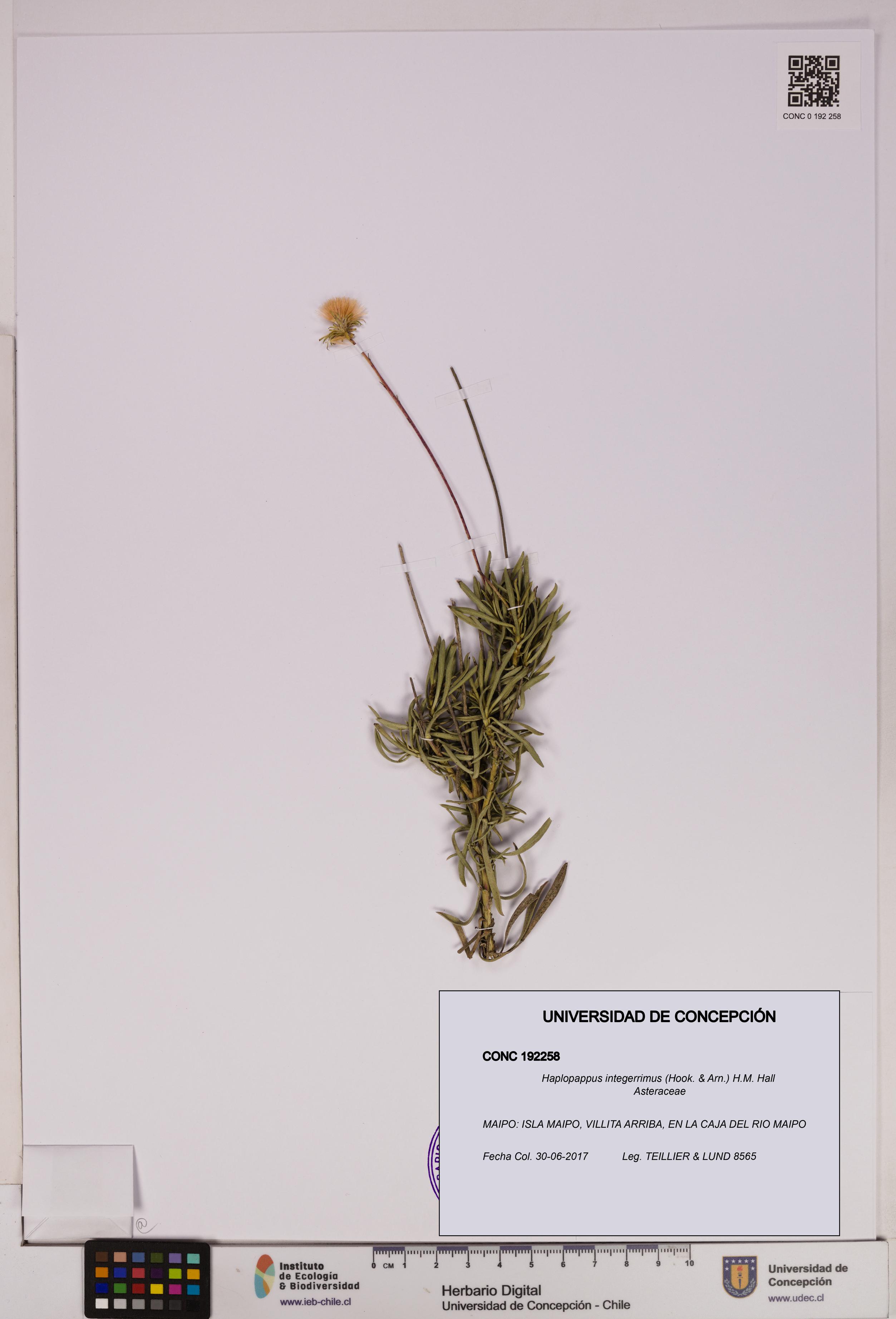 Haplopappus integerrimus [Espécimen: UDEC:CONC:0192258]