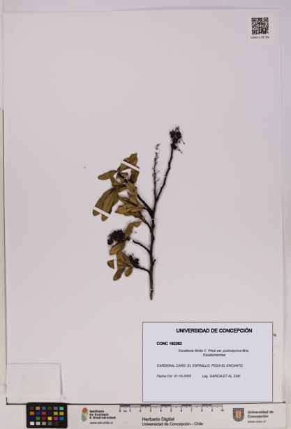 Escallonia illinita [Espécimen: UDEC:CONC:0192262]