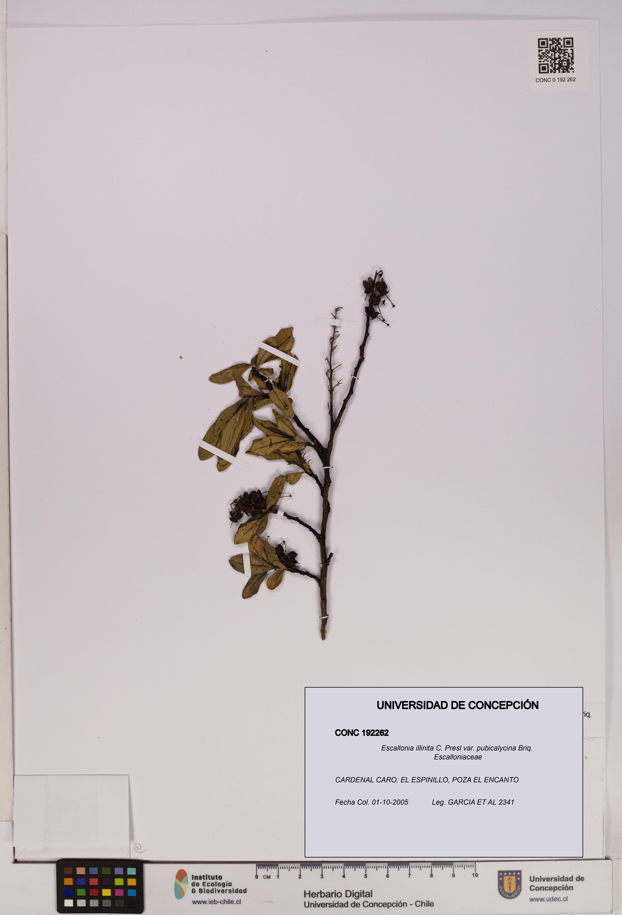 Escallonia illinita [Espécimen: UDEC:CONC:0192262]