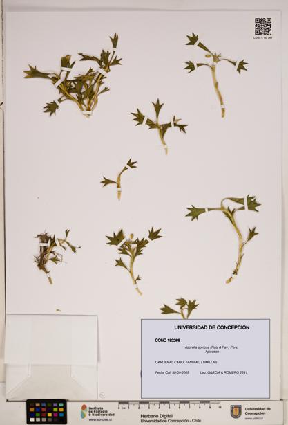 Azorella spinosa [Espécimen: ]