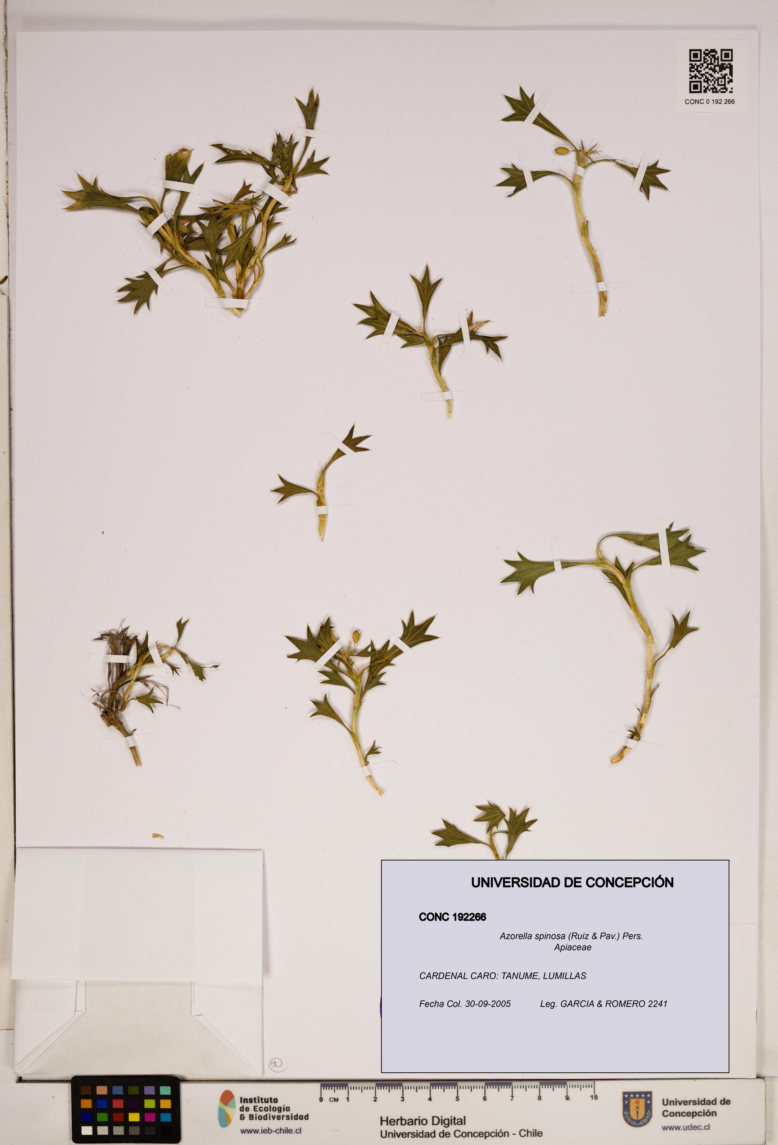Azorella spinosa [Espécimen: ]